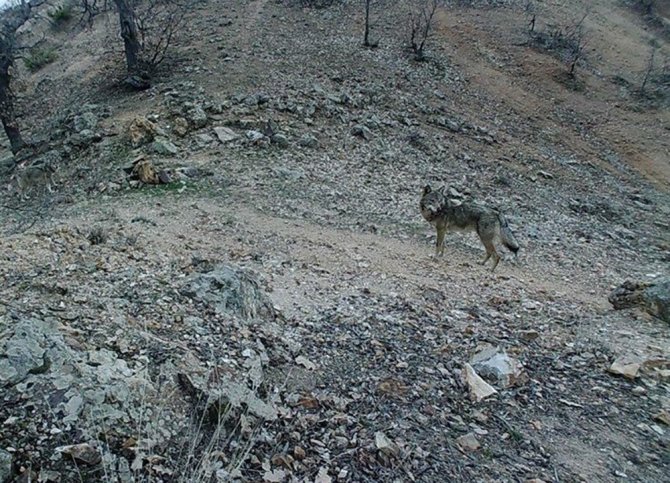 Tunceli’nin Yaban Hayatı Foto Kapanla Görüntülendi
