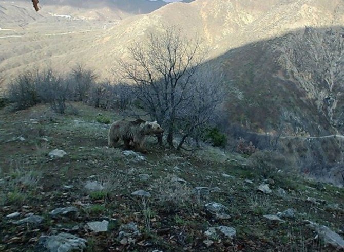 Tunceli’nin Yaban Hayatı Foto Kapanla Görüntülendi