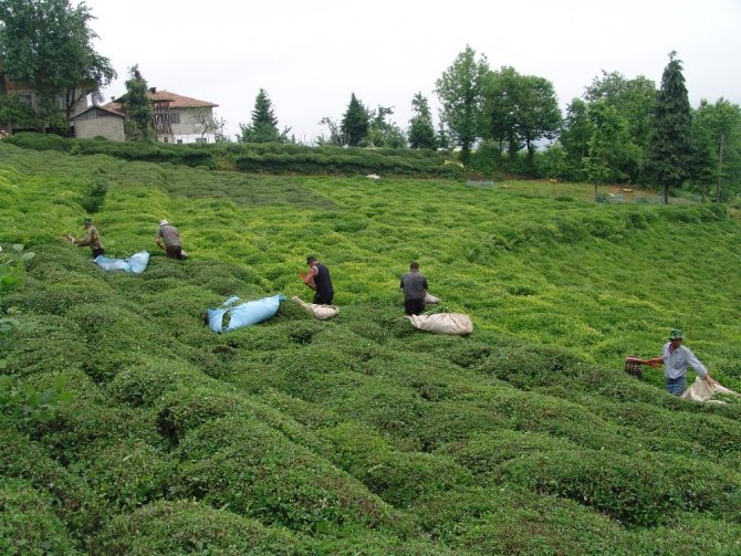 Çay Hasadı İçin ‘Gurbetten Sılaya’ Çağrısı