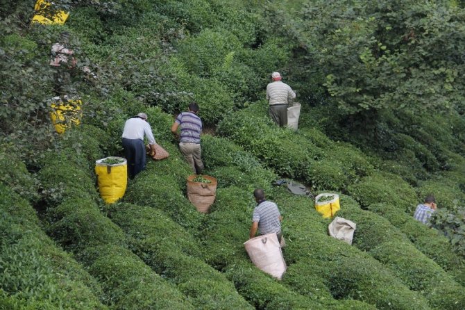 Çay Hasadı İçin ‘Gurbetten Sılaya’ Çağrısı