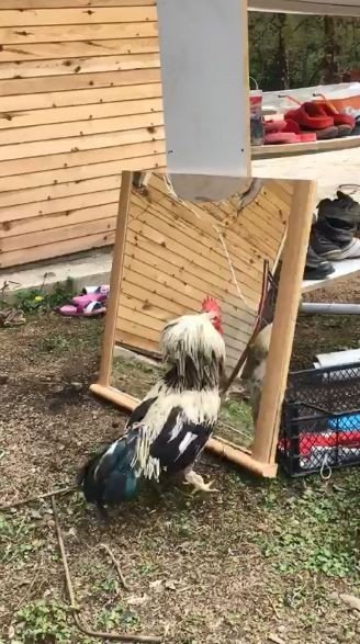 Horoz Aynada Kendini Görürse