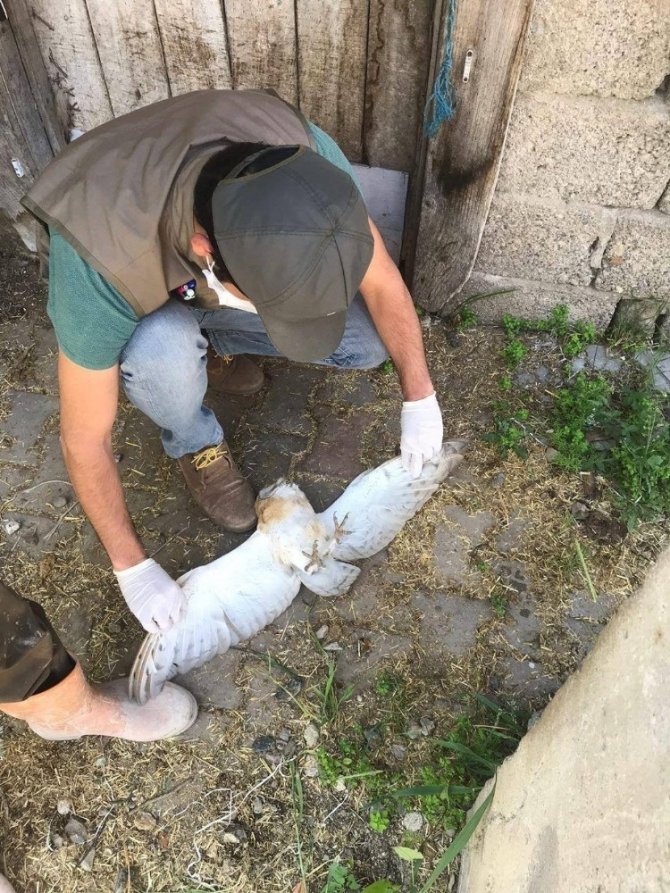 Yaralı Bulunan Peçeli Baykuş Tedavi Altına Alındı