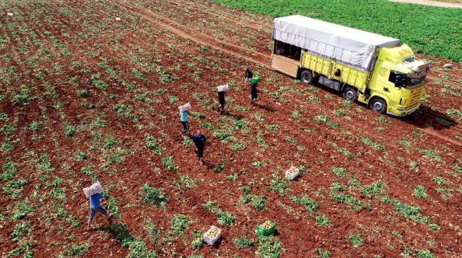 Adana’da Turfanda Patatese Buruk Hasat
