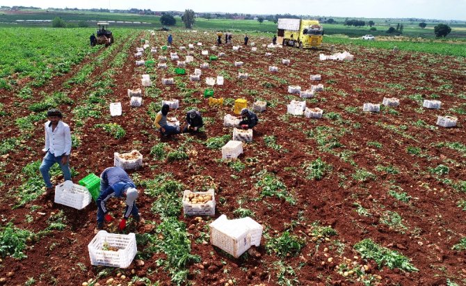 Adana’da Turfanda Patatese Buruk Hasat