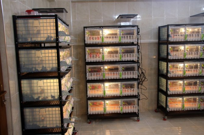 Kınalı Keklikler Yumurtadan Çıktı