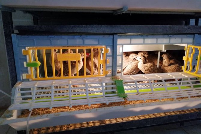 Kınalı Keklikler Yumurtadan Çıktı