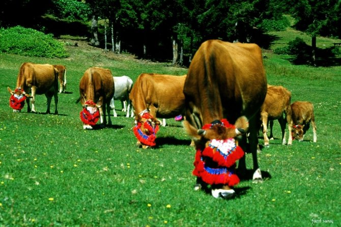 4-5 İnek Besleyene İşkur’dan İstihdam Desteği İsteği