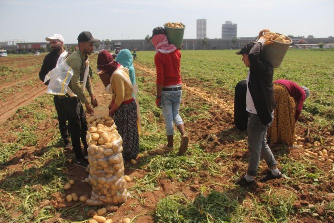 Patates Üreticisinde Fiyat Düşecek Korkusu