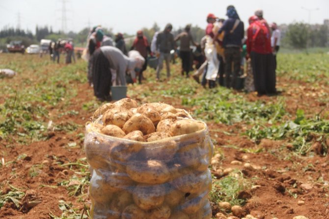Patates Üreticisinde Fiyat Düşecek Korkusu