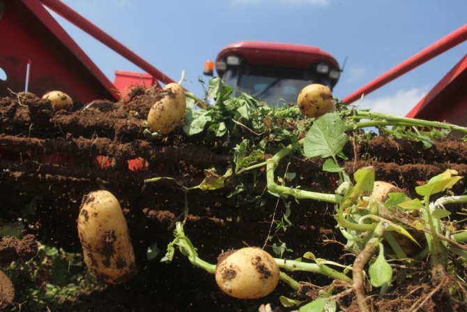 Patates Üreticisinde Fiyat Düşecek Korkusu