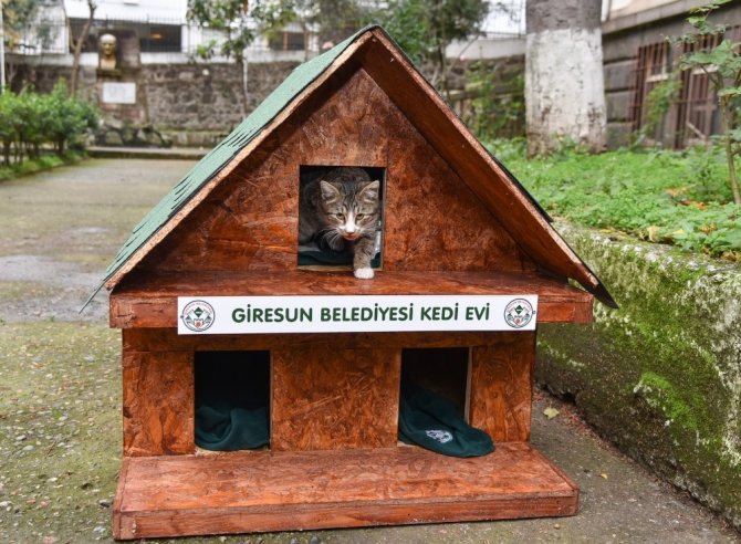 Giresun Belediyesi, Can Dostlarını Rahat Ettiriyor
