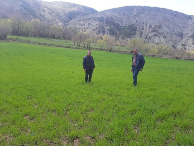 Deneme Amaçlı Ekilmişti, Çiftçilerin Yüzünü Güldürdü