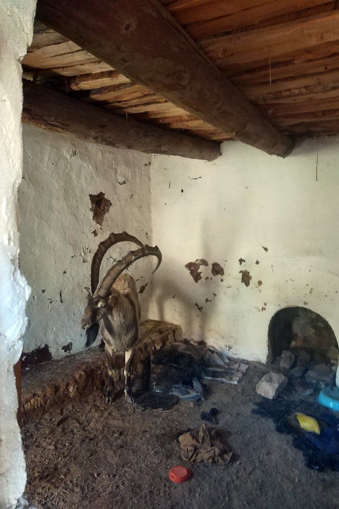 Yayla Evinde Mahsur Kalan Yaban Keçisini Kurtardılar