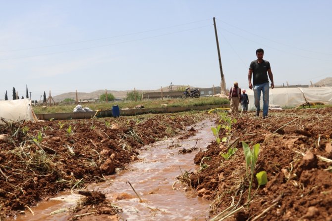 Harran Ovası’nda İsot Fideleri Toprakla Buluşuyor
