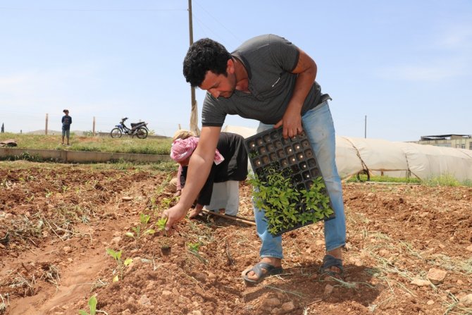 Harran Ovası’nda İsot Fideleri Toprakla Buluşuyor