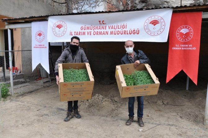Gümüşhane’de Çiftçilere 283 Bin Adet Sebze Fidesi Dağıtıldı