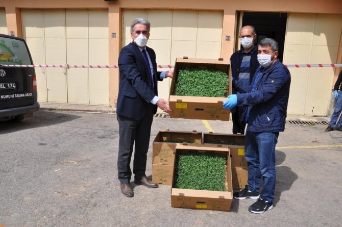 Gümüşhane’de Çiftçilere 283 Bin Adet Sebze Fidesi Dağıtıldı