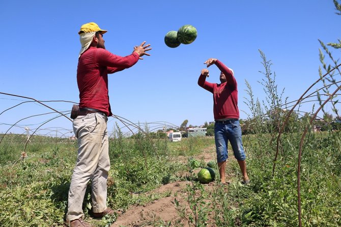 Adana’da Karpuzda Hasat Coşkusu
