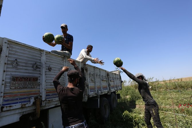Adana’da Karpuzda Hasat Coşkusu