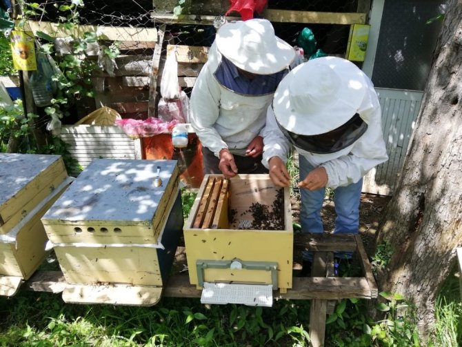 Arıcıların Oğul Telaşı