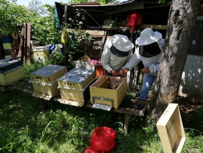 Arıcıların Oğul Telaşı