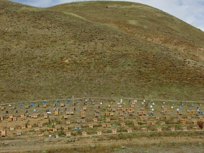 Pehlevan’dan “Arı Tarım Komisyonu