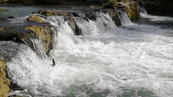 Dünyada Sadece Van Gölü’nde Yaşıyorlar... Uçan Balıkların Göçü Başladı