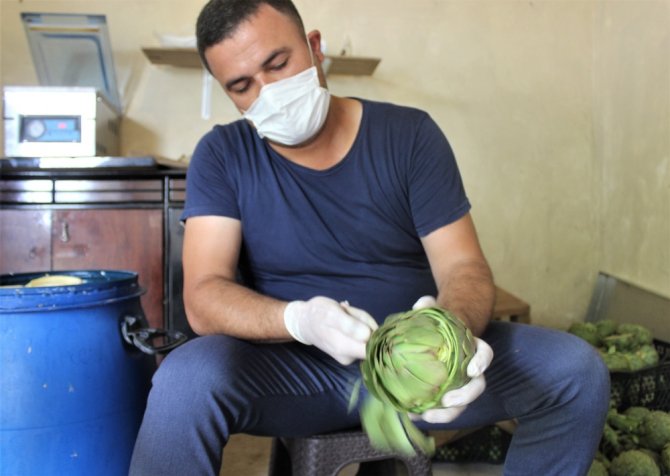 Fiyatı Diğer Enginarların İki Katı Ama Tarlada Kapışılıyor