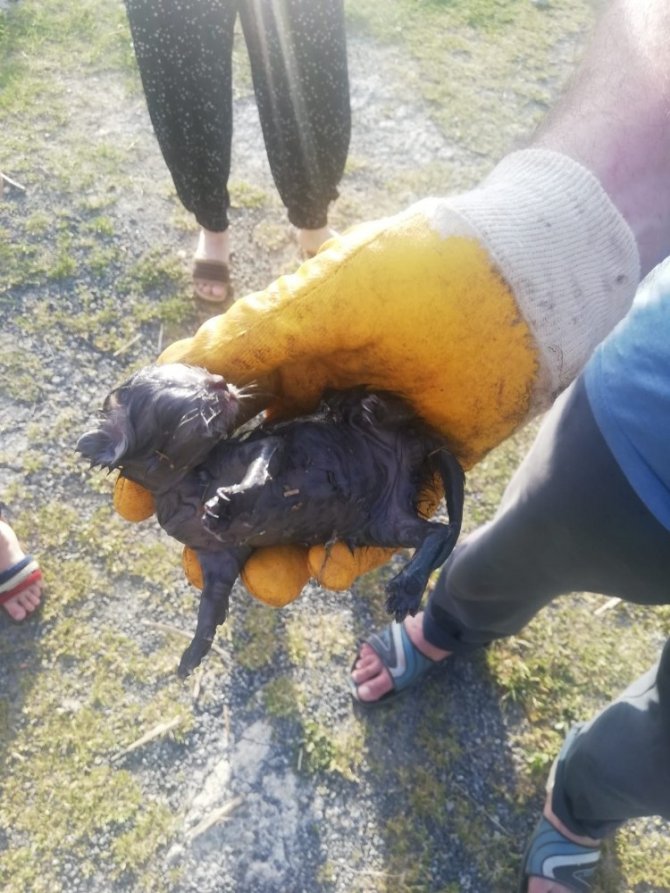 Vaşak Bu Kez Hiç Beklenmedik Bir Yerde Ortaya Çıktı