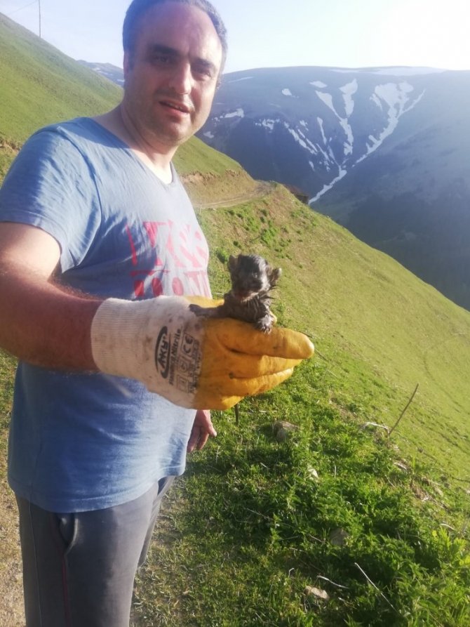 Vaşak Bu Kez Hiç Beklenmedik Bir Yerde Ortaya Çıktı