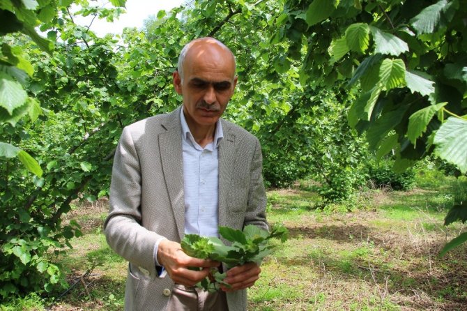 Karan: “Türk Fındığı Ülkemize De Yeter, Dünyaya Da Yeter”