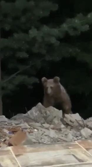 Bir Haftadır Evinin Kapısına Gelen Ayıyı Cep Telefonuna Kaydetti