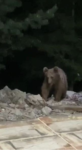Bir Haftadır Evinin Kapısına Gelen Ayıyı Cep Telefonuna Kaydetti