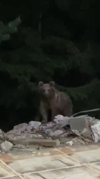 Bir Haftadır Evinin Kapısına Gelen Ayıyı Cep Telefonuna Kaydetti