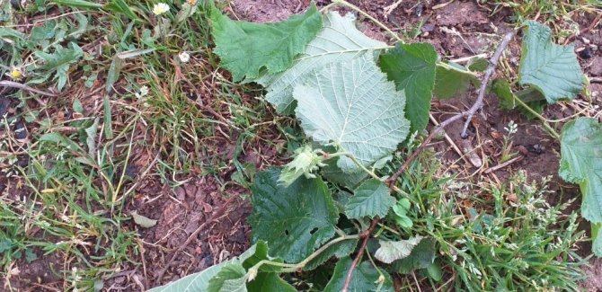Giresun’da Etkili Olan Fırtına Fındıkta Hasara Yol Açtı