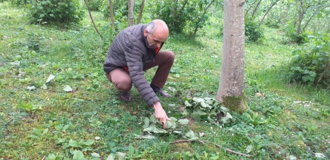 Giresun’da Etkili Olan Fırtına Fındıkta Hasara Yol Açtı
