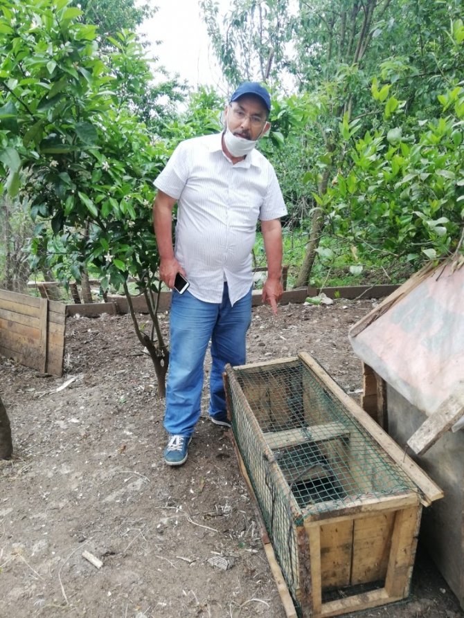 Kümesindeki Yumurtaları Yiyen Sansarı Kurduğu Düzenekle Yakaladı, Hesap Sordu, Sonra Doğaya Saldı