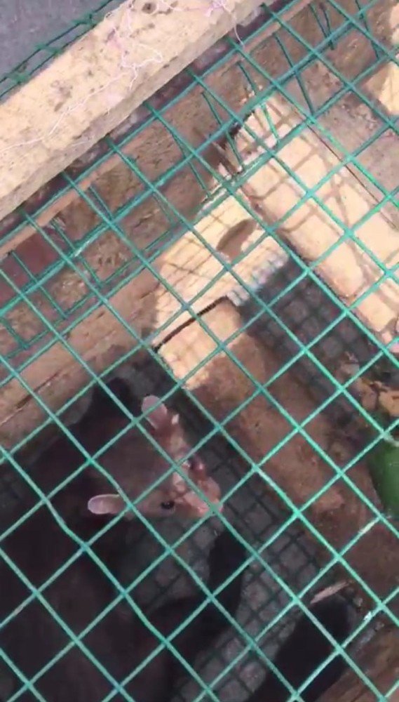 Kümesindeki Yumurtaları Yiyen Sansarı Kurduğu Düzenekle Yakaladı, Hesap Sordu, Sonra Doğaya Saldı