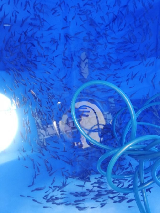 Yeniköy Göletine 40 Bin Sazan Yavrusu Bırakıldı