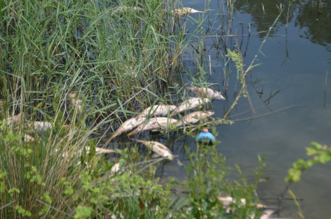 Bolu’da, Su Kirliliği Yüzlerce Balığı Öldürdü