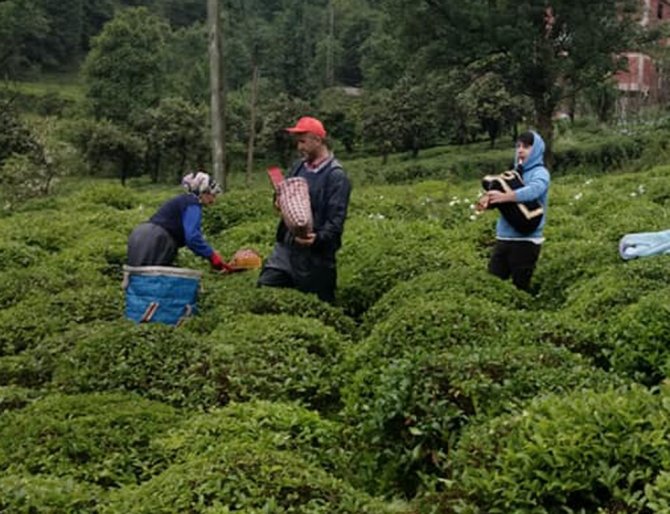 Rize’de Çay Üreticileri Tulum İle Müzik Eşliğinde Çay Topladı
