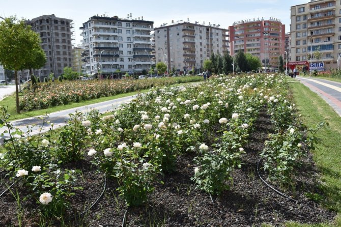 Diyarbakır’da 12 Dönümlük Alanda 25 Gül Çeşidi Yetiştiriliyor