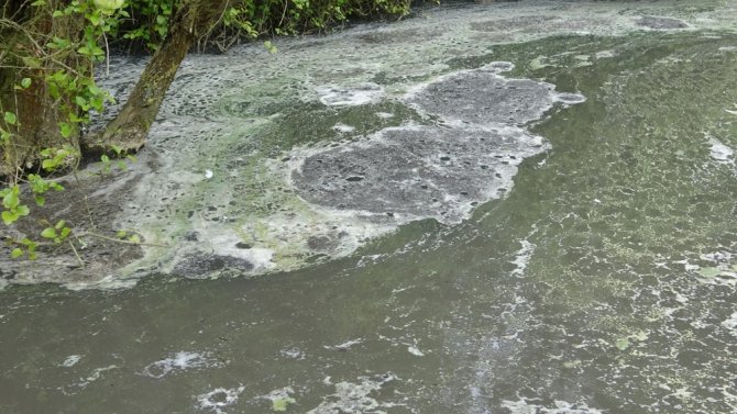 Aydos Ormanı’nın Gölüne Akan Atıklar Ve Kirli Sular Canlıları Tehdit Ediyor