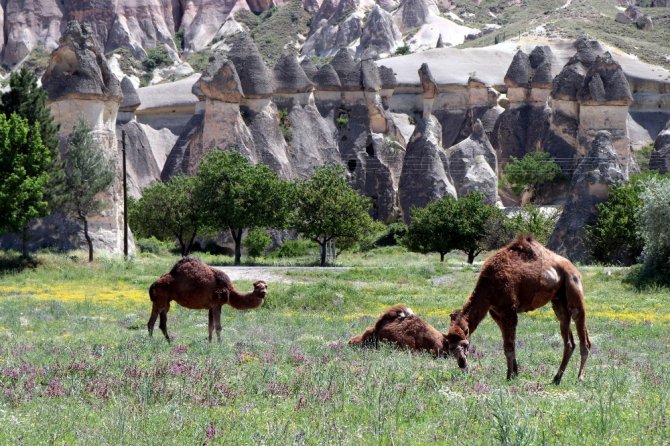 Kapadokya Bölgesinde Bahar Güzelliği Yaşanıyor