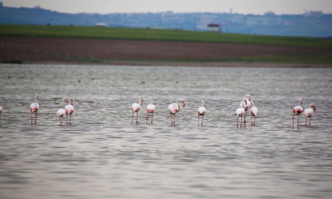 Flamingolardan Gölbaşı Semalarında Görsel Şölen