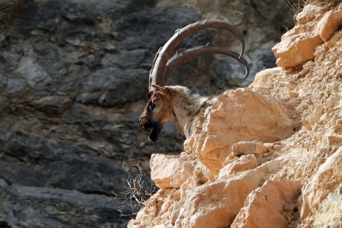 Kayaların Usta Tırmanıcısı Yaban Keçileri