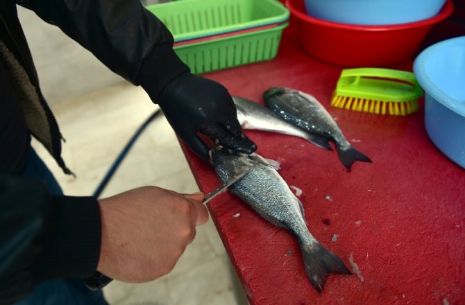 İstanbul’da Koronavirüs Sürecinde Balık Satışları Arttı