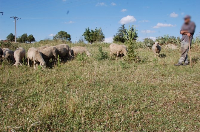 Koyunları Otlatırken Patlamamış Top Mermisi Buldu