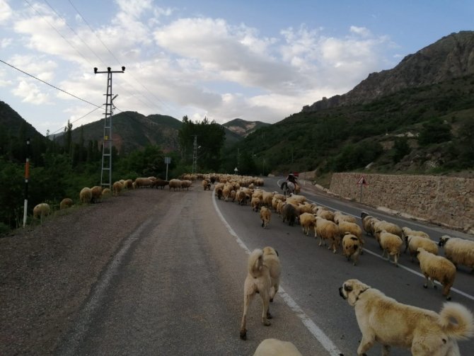 Şebinkarahisarlı Yaylacılar Haziran Ayına Kaldı