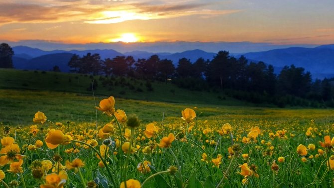 Gümüşhane Yaylalarında Görsel Şölen Başladı